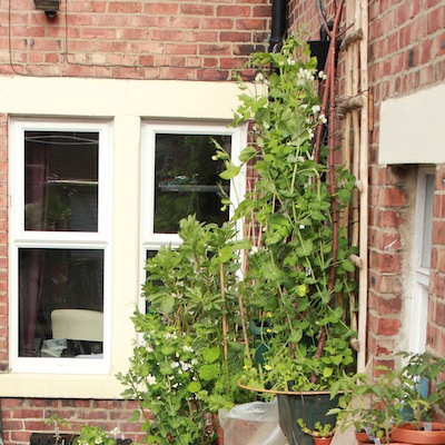 I nearly lost these peas (top right) in a strong wind because they weren't tied up well enough. Peas in particular need constant checking and tying up if grown up poles - alternatively, they'll grip better to pea netting or pea sticks. 