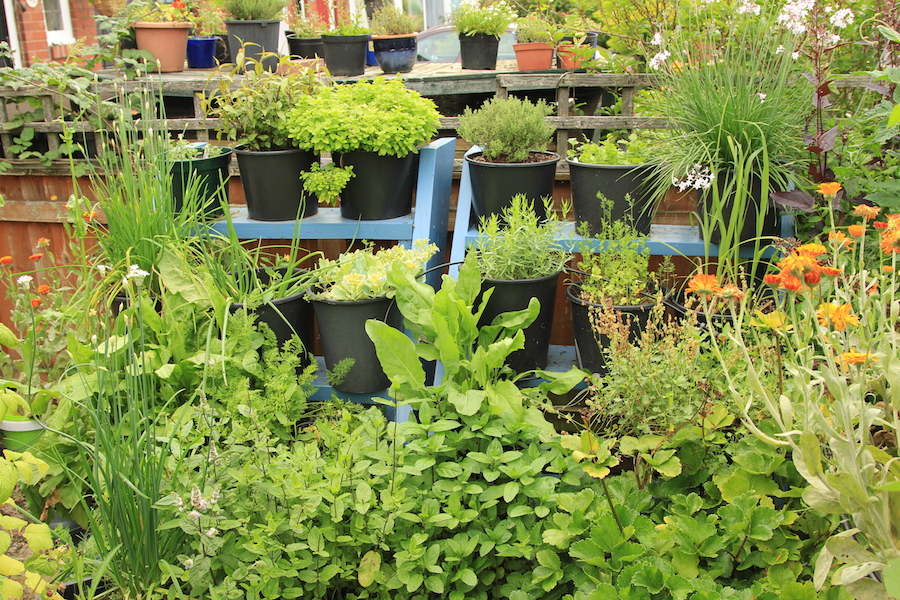 FFlavour ladder in August: as you can see everything is a bit of a jungle... It's a good idea to cut back some plants and move others around to make sure that none are too heavily overshadowed. 