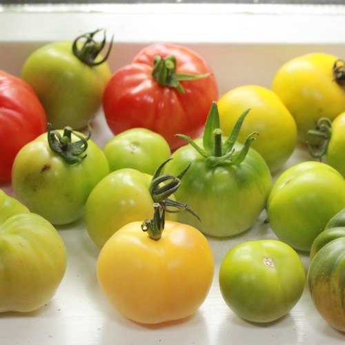 Green tomatoes will often ripen if left on a window sill for a few days / weeks.