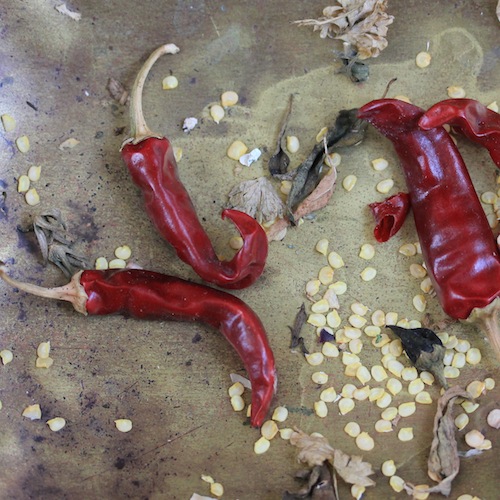 Dry (or freeze) your chillies to give you a supply through winter. 