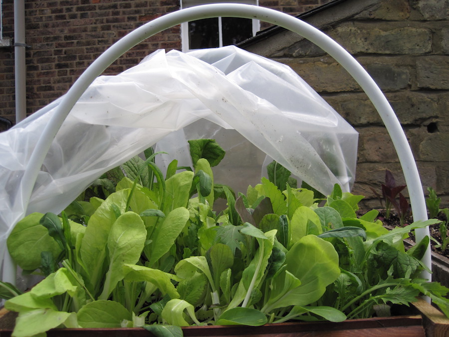 Cloches can be made with hoops and plastic. Crops grow better protected from the wind and cold. But there is a certain amount of work involved and aesthetically they don't look the best. 
