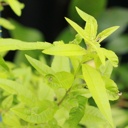 Lemon verbena is tender and the leaves will die back over winter. To improve its chances of surviving into next year, cover it in fleece or bring the plant inside. 