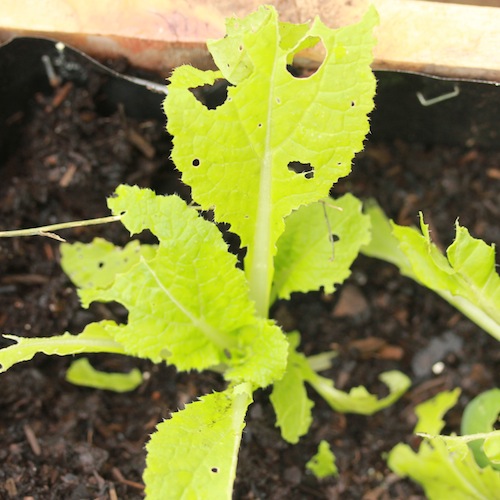 Chinese cabbage munched by snails.