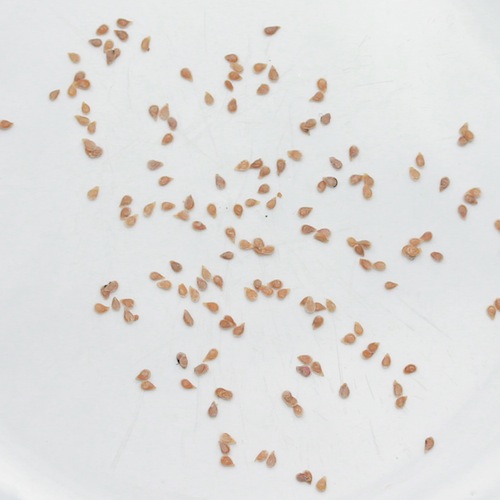 Home saved tomato seeds - from my favourite cherry bush tomato. 