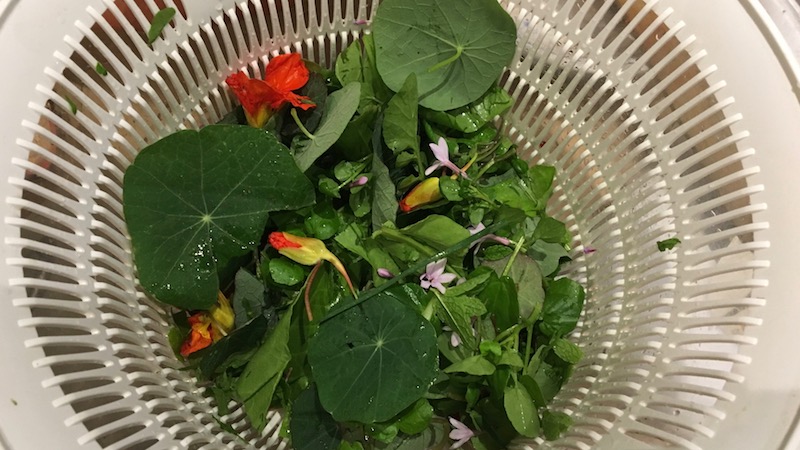 An early November salad: rocket, watercress, sorrel, chives, mint, society garlic flowers, and nasturtium leaves and flowers. The nasturtiums will die with the first hard frosts. 