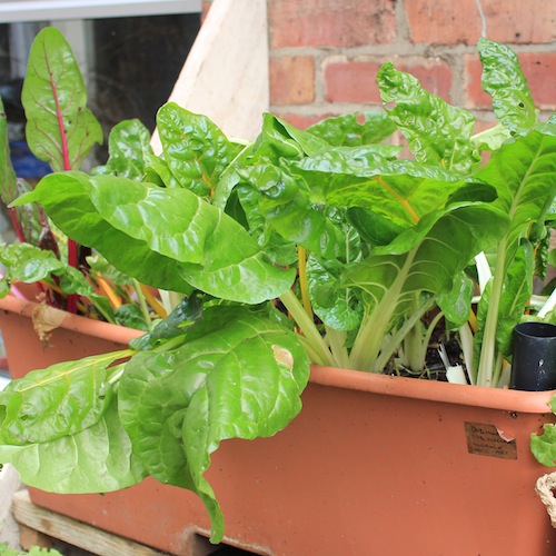 This chard has now grown large enough to be able to withstand quite hard frosts - and should hopefully provide us with a steady trickle of leaves all the way through until summer next year.