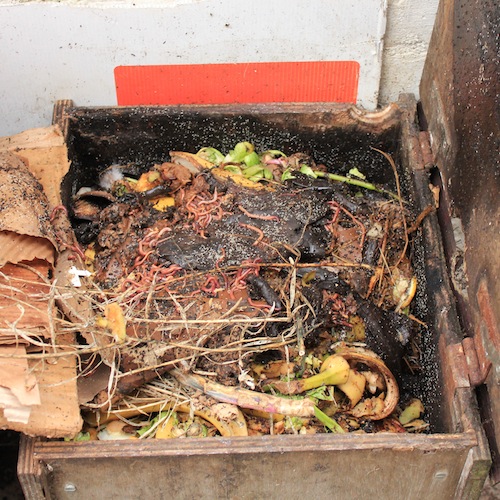 If your wormery is nice and full like this, the worms will be well insulated when they huddle together in the centre in cold weather. 