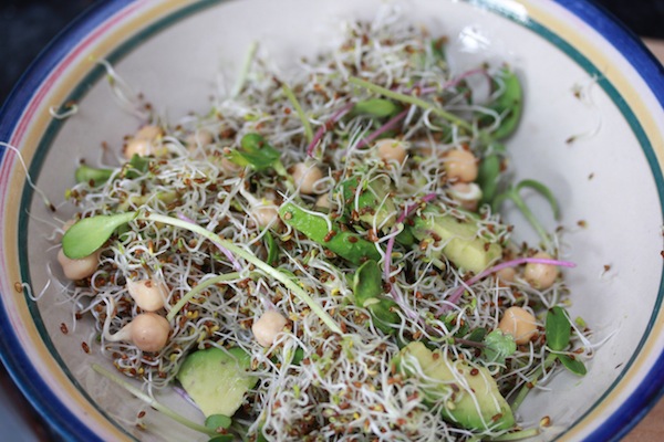 Working out ways you enjoy eating sprouts can take a little experimentation. This is a simple salad made with alfalfa sprouts, chickpea sprouts, radish shoots, sunflower shoots, avocado and lemon and olive oil dressing. 