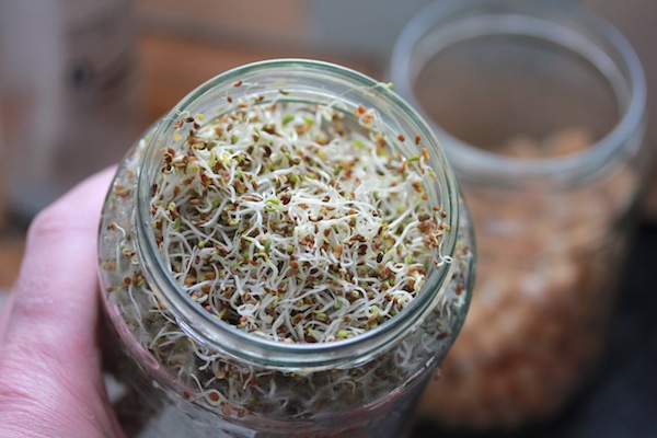 All you need to sprout is a large glass jar. These are alfalfa sprouts, often described as one of the most complete foods there is. 