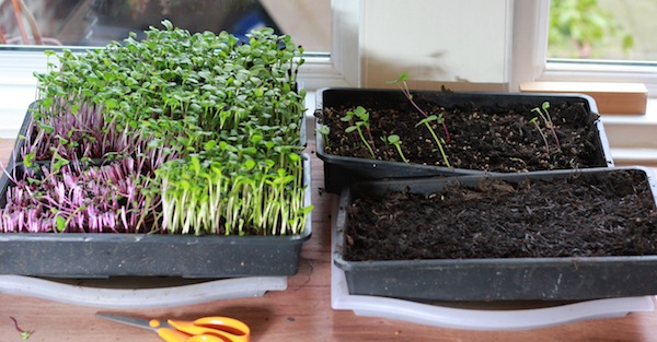 Radish and sunflower shoots in trays on the left; coriander and cabbage shoots sown and about to emerge in the trays on the right. 