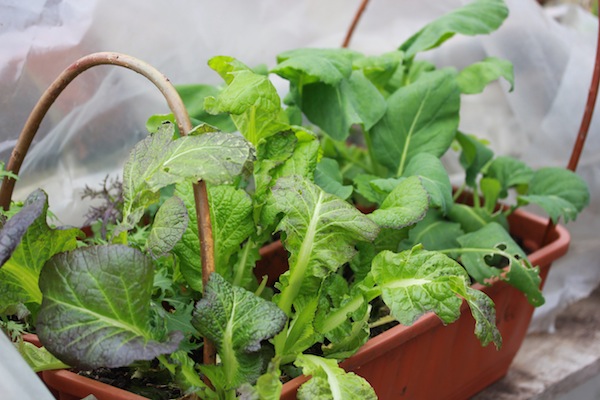 I'm harvesting the leaves of these mustards sparingly this month - because I want the plant to survive the winter and put on a growth spurt in the spring. 