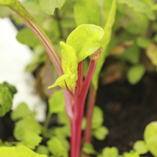 Chard is a biennial which means it does not usually flower until its second year. But if it gets stressed by cold (or heat) it may bolt in year one.