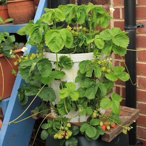 They look OK but later in the season the lower strawberries began to look quite unhappy. Strawberries do better when they can take water up from below. 