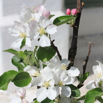 Springtime blossom is one of the benefits of growing apples in containers. Make sure you get a variety and root stock that is suitable for container growing.