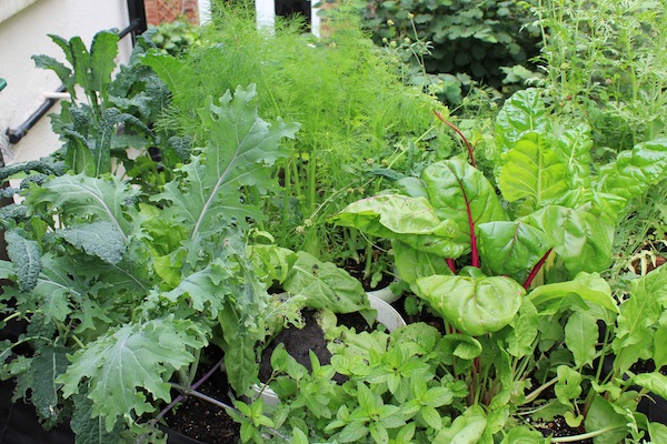 Most leafy crops grow well in less sun - this chard and cavelo nero were getting about four hours a day. 