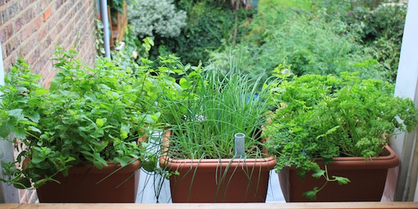 Chives, mint and parsley - growing quite happily on a north facing windowsill, further shaded by the side wall. 
