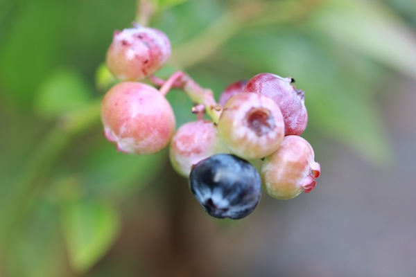 Blueberries do well and taste good when grown in less sun - if not quite as sweet.