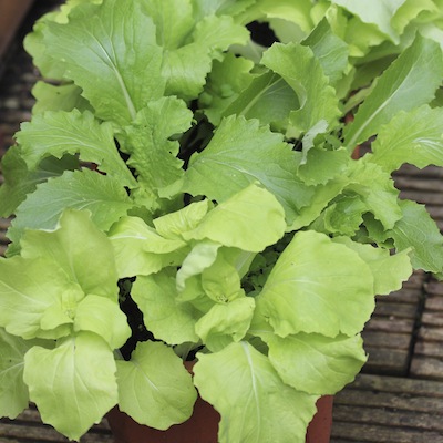 These Chinese cabbages are growing without any direct sun - they are not as strong as they might be, but not bad considering!