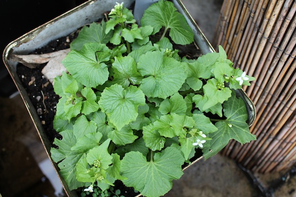 This wasabi is the only thing I've grown that actually seemed to dislike sun, wilting almost immediately. So I kept it on the floor of my balcony in the shade. 