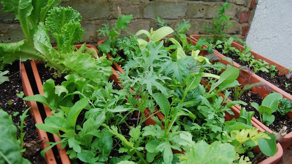 Salads are one of the easiest crops to grow in old compost - these are in a mix that is several years old. 