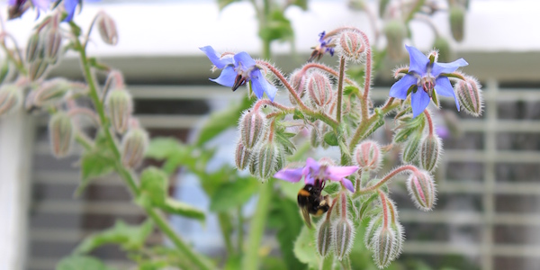 Borage flowers are a magnet for bees. The refill with nectar every two minutes. 