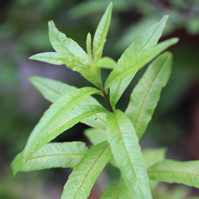 Lemon verbena: a fabulous herb, not as widely grown as it should be.