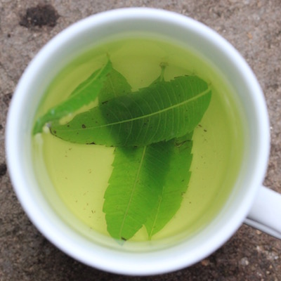 You only need a few leaves to make a delicious lemon verbena tea. 