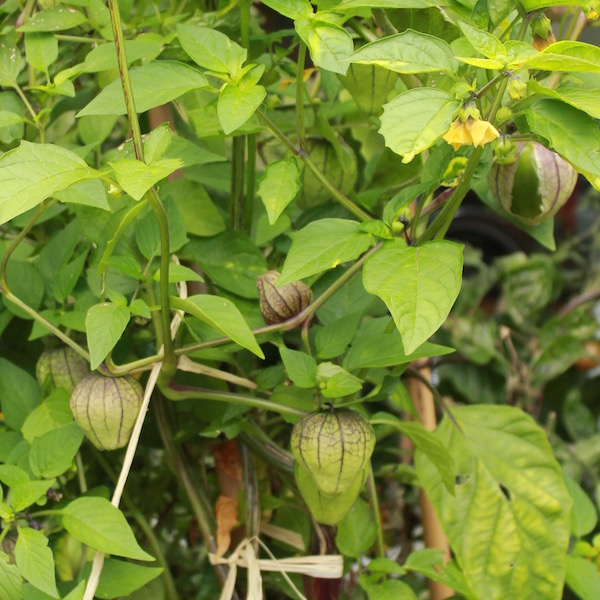 Tomatillos are a productive container crop, perfect to make your own salsas in summer.