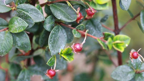 Chilean Guava - this one was grown by Paul Barney at Edulis Nursery, UK