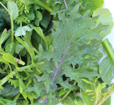 Red Russian Kale: tender to eat, pretty and tasty.