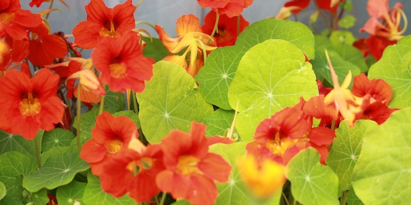 nasturtiums