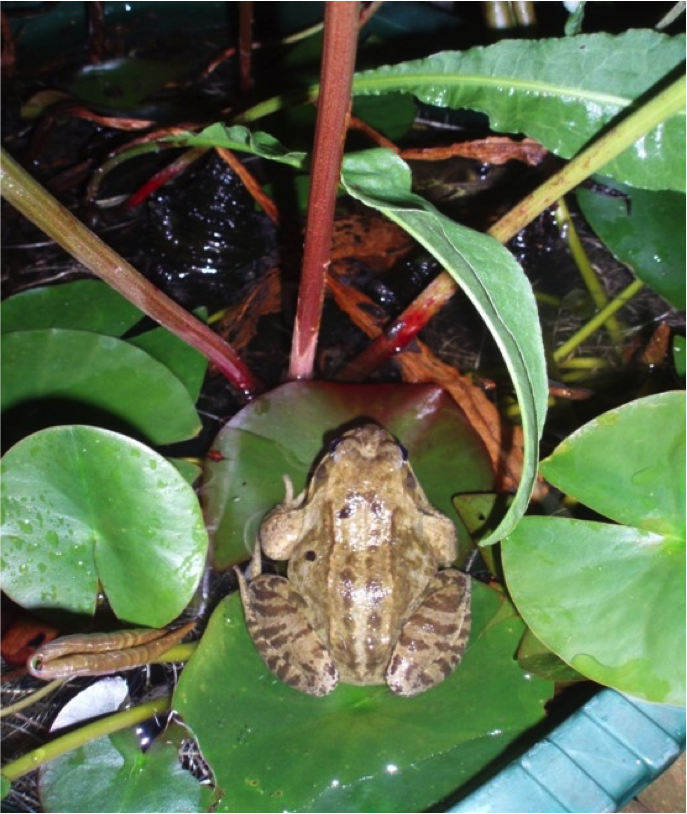 Nature: How to Build a Basin Pond to attract wildlife