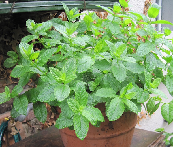 To grow bushy mint, harvest by pinching out the tips. This mint needs pinching out now or it will quickly grow straggly. 