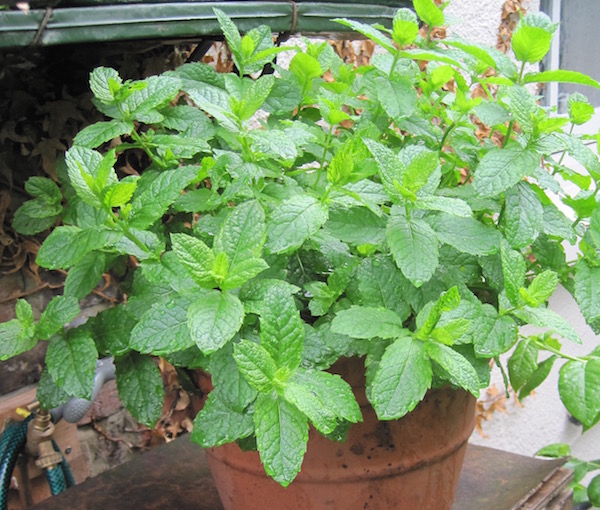 How to grow Chocolate Mint 