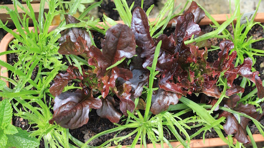 Minutina or buckshorn plantain growing with red cos lettuce.