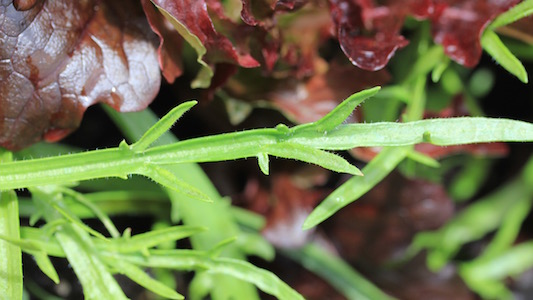 The leaves have a nice crunch and this pretty, unusual shape. 