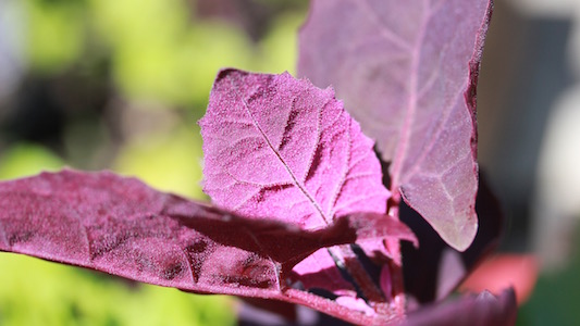 The vividness of the underleaf of Scarlet Emperor adds colour to any container garden or salad.