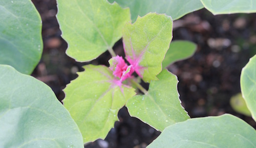 Nip out the pretty tips to encourage it to grow bushy. Nice in salads. 