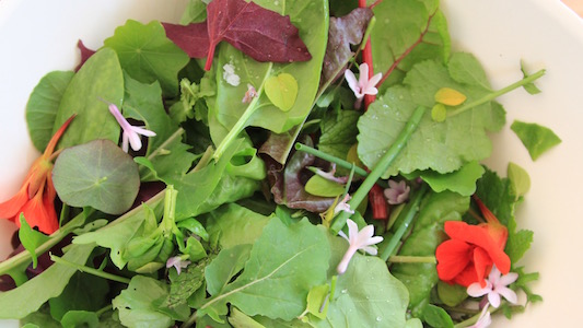 Mixed salad with society garlic flowers.