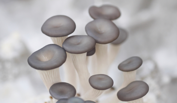 Baby blue oyster mushrooms. This stage they are called pins; with enough light and moisture they will grow to full sized mushrooms in just a few days. 