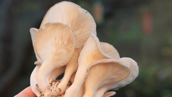 The colour of blue grey oyster mushrooms depends on the temperature - in cooler temperature they will be bluer than the above. These were grown on straw but otherwise using a similar method. 