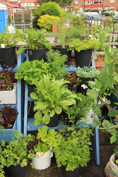 Ladders like this are a simple and effective way to grow more in a small space.