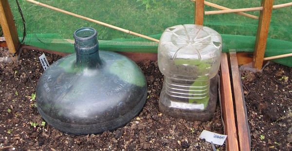 Scaffold netting windbreak and water cooler bottle shelters or 'cloches'. I used these on my balcony to protect plants from persistent North Easterly winds in the spring.