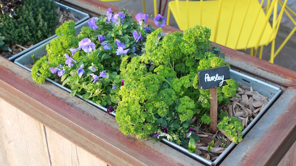 Low growing plants like parsley and viola are good choices in windy places.