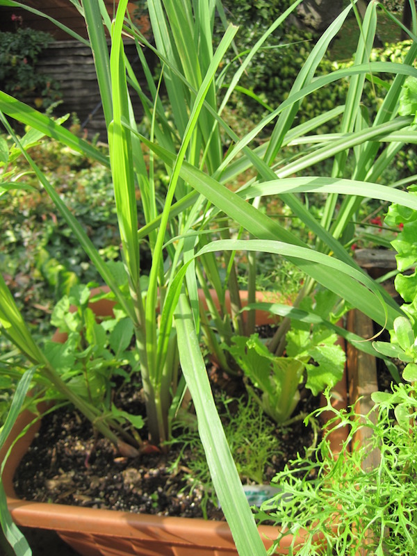 Growing lemon grass on my balcony in London.