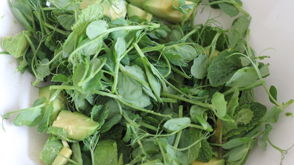 Homegrown peashoots with avocado (not home grown!), make a easy, nutritious and delicious salad. 