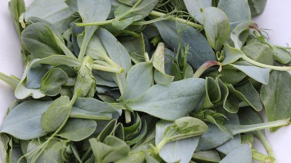Here's a salad that's almost impossible buy: oyster leaves, fava shoots and pea shoots. The oyster leaves really do have an oyster flavour - goes really well with fish dishes. 