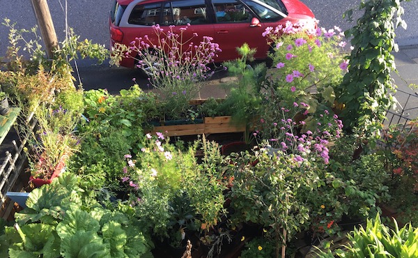 Late summer: the cosmos and verbena add a splash of colour. 