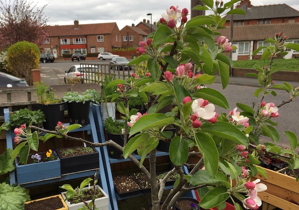 The apple blossom is a beautiful and welcome sign of spring - good for bees, too. 