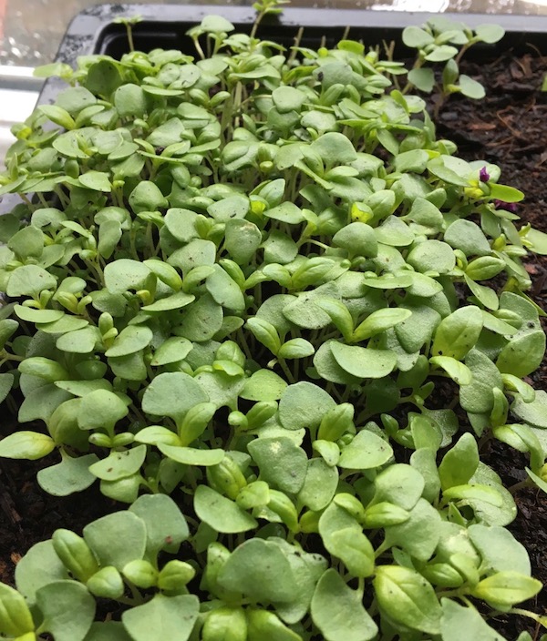 This micro basil has a wonderful, vibrant flavour. Grown from basil seeds found in the spice section of the local Asian store! 